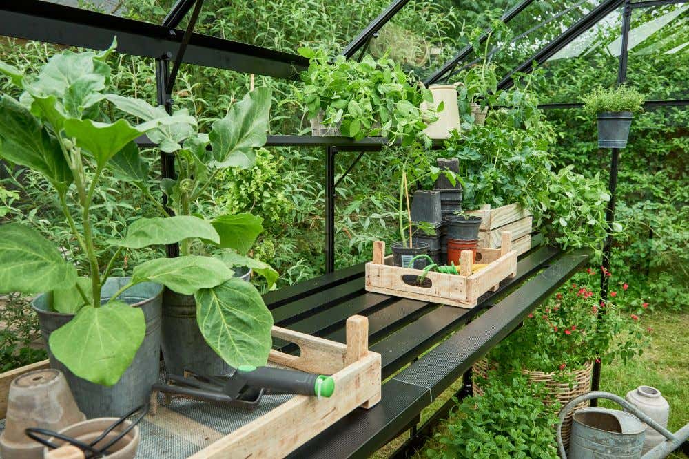 halls-gewachshaus-burford-225247-J3-1-00025-parent-1000x667