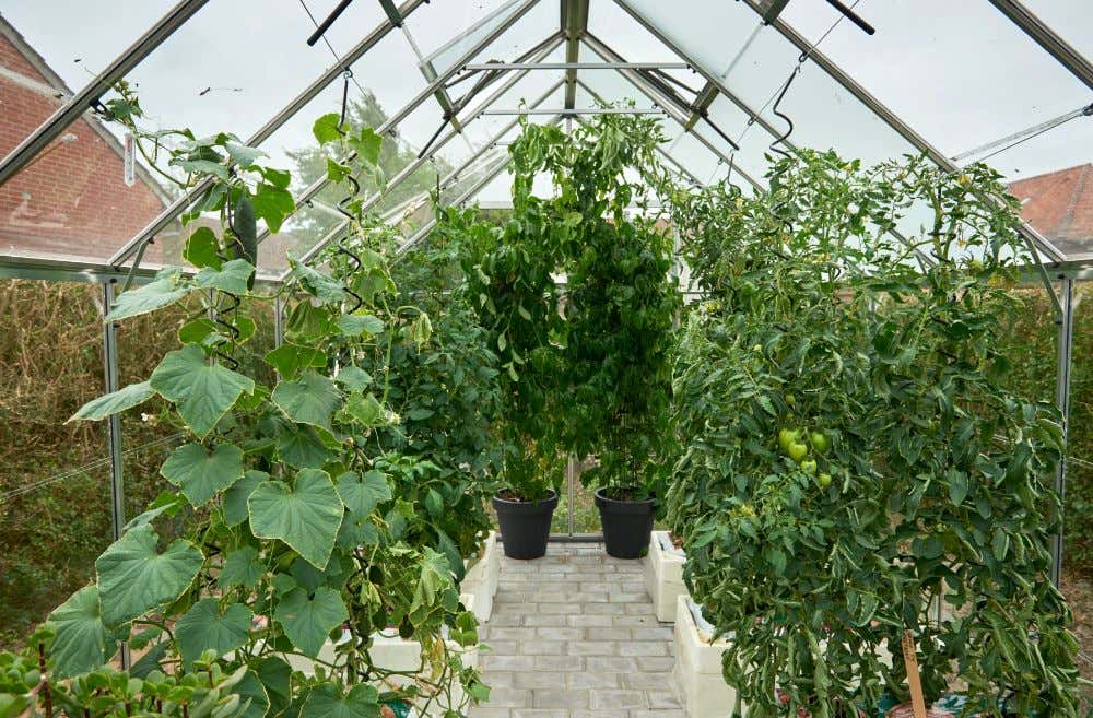 halls-gewachshaus-magnum-148---11-5-m-225739-J3-1-00034-0-1000x657