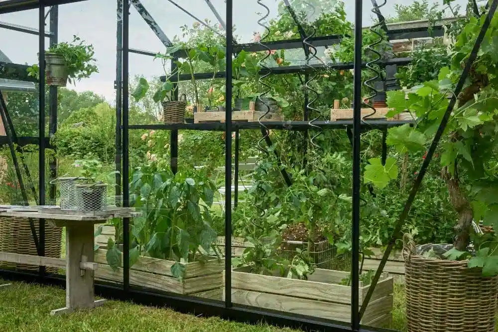 halls-gewachshaus-burford-225245-J3-1-00025-parent-1000x667