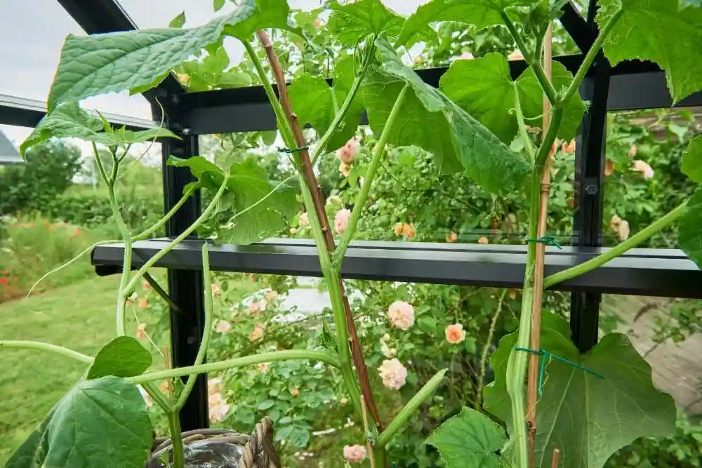 halls-gewachshaus-burford-225249-J3-1-00025-parent-1000x667