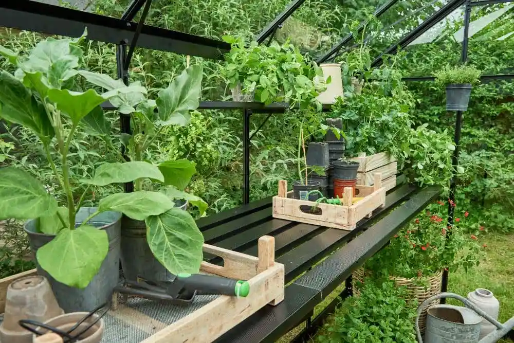 halls-gewachshaus-burford-225247-J3-1-00025-parent-1000x667